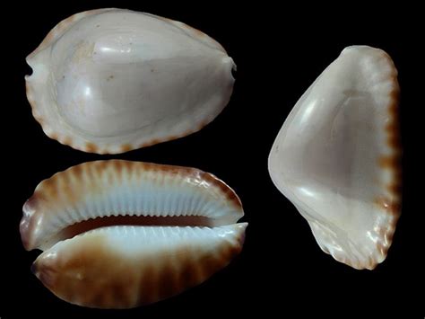 Sea Snail Genre Seashells Trivia Fossil Minerals Treasures