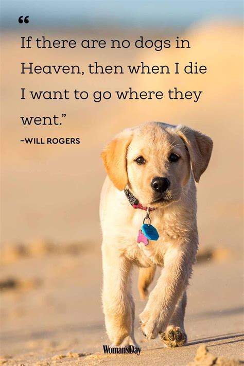 37 Of The Best Dog Quotes Of All Time Best Dog Quotes