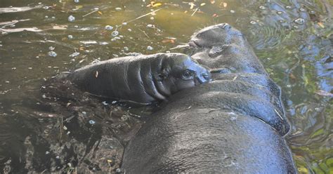 Zoo Holds Contest To Name Baby Pygmy Hippo