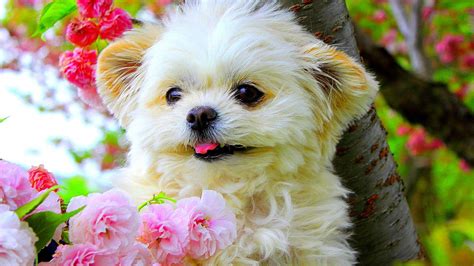 Puppy In Colorful Garden Wallpapers Wallpaper Cave