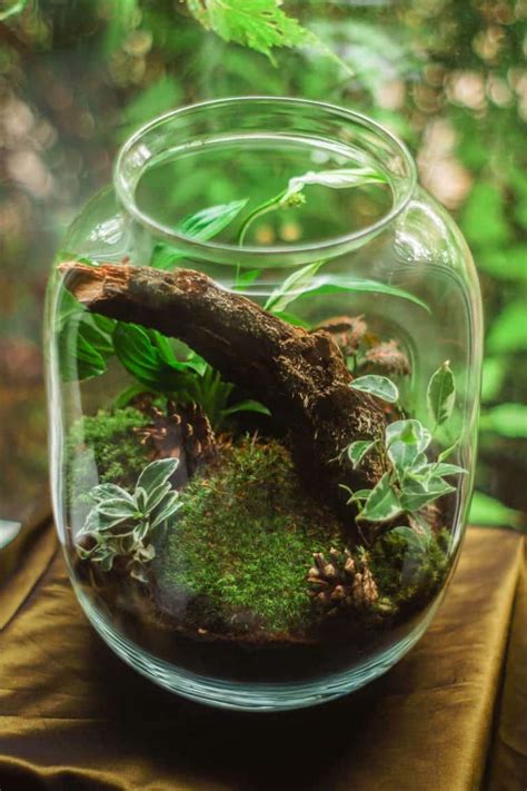 38 Fantastic Moss Terrarium Ideas You Can Have At Home
