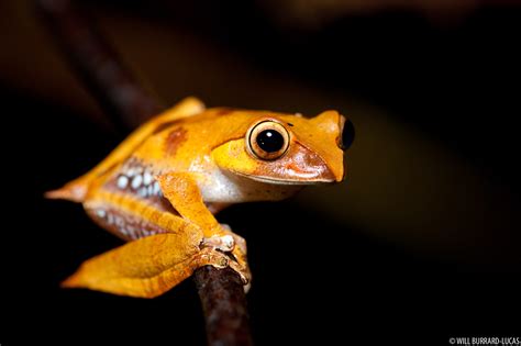 Madagascar Tree Frog Will Burrard Lucas