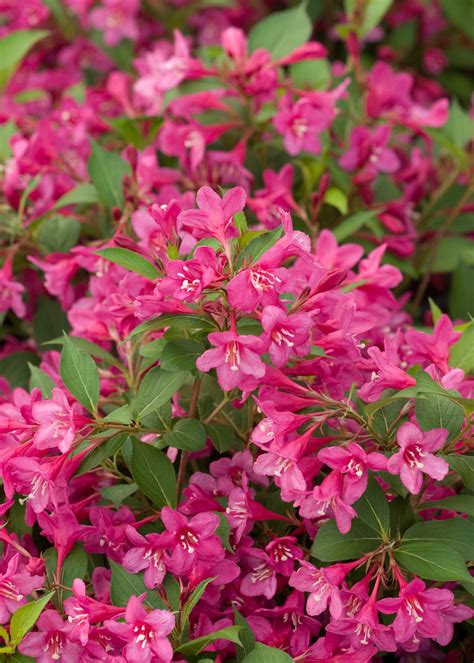 The flowers seem to be pretty distinct, being magenta, thin, and wavy, multipetal flowers. Sonic Bloom® Pink - Reblooming Weigela - Weigela florida ...