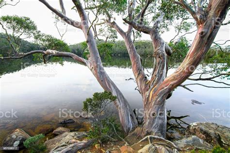 Gum Tree On Lake Dobson In Tasmania Stock Photo Download Image Now