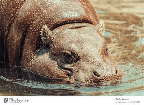 Common Hippopotamus Hippopotamus Amphibius In Africa A Royalty Free