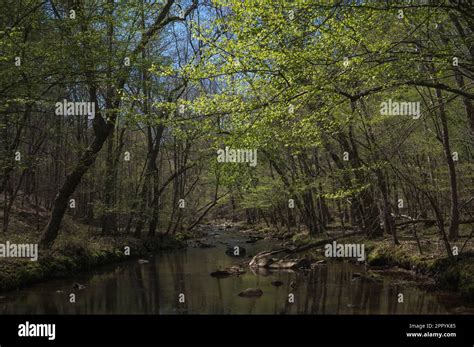 White Pines Nature Preserve, North Carolina Stock Photo - Alamy
