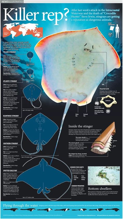 Infographic Describing The Anatomy And Reputation Of The Stingray
