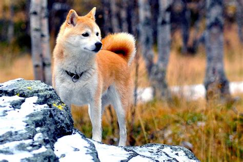 Shiba Inu Dog Breed Information And Characteristics Daily Paws