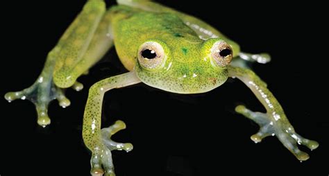 Nueva Especie De Rana De Cristal Descubierta En Ecuador National