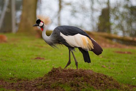 Grey Crowned Crane Free Stock Photo Public Domain Pictures