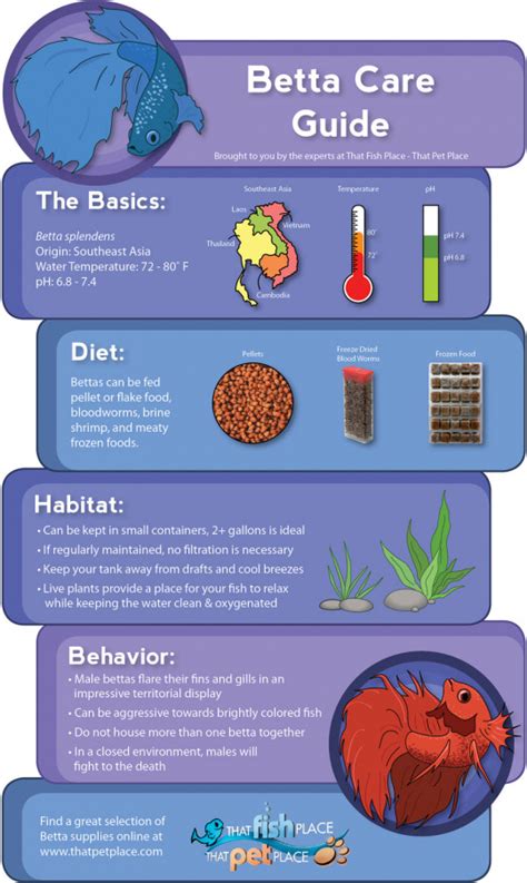 New Basic Betta Fish Care 101 Betta Fish For Beginners 2017 Guide