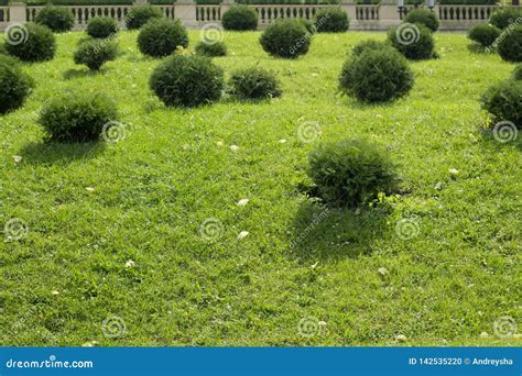 Round Bushes Green Lawn With Bushes Landscape Design Stock Photo