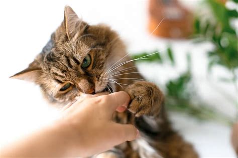 Why Do Cats Love Bite