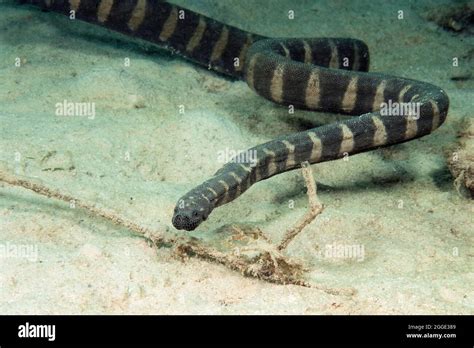 Indian Warty Snake Acrochordus Granulatus Non Venomous Sea Snake
