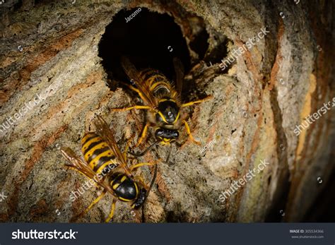 Detail Entrance Hornets Nest Wasps Stock Photo 305534366 Shutterstock