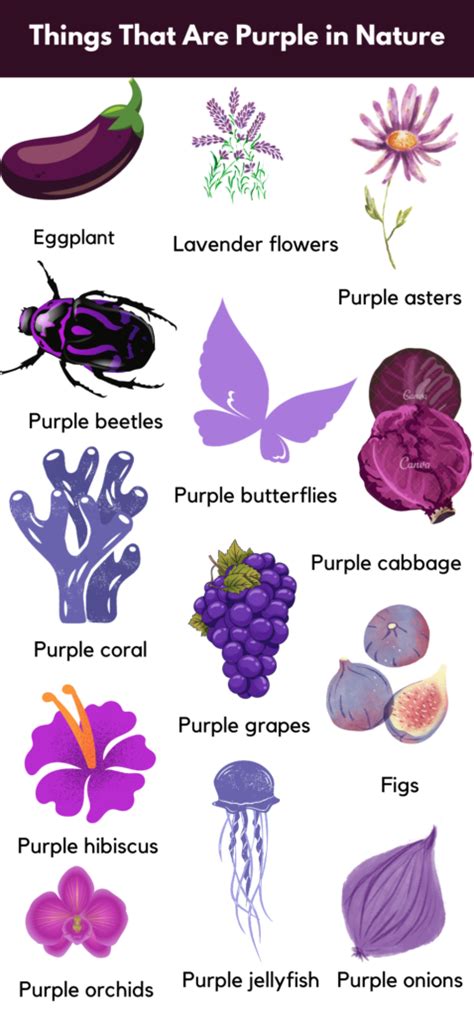 Things That Are Purple Naturally Purple Things Grammarvocab