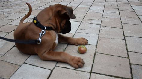 Funny Boxer Puppy Reaction To An Apple Youtube