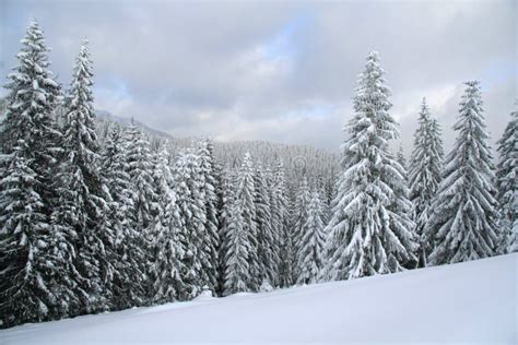 Snow Covered Christmas Forest Snow Covered Spruce Stock Photo Image