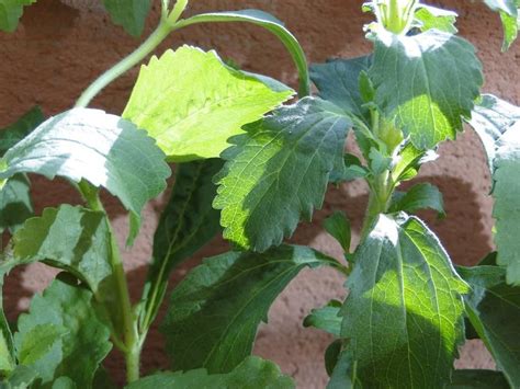 Una gran forma de adelgazar es. Cómo cultivar stevia y hacer edulcorante casero | Stevia ...