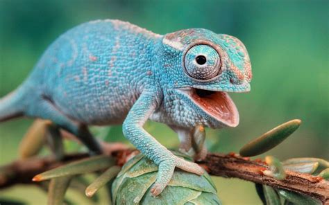Our eyes remain the same size throughout life, whereas our nose and ears never stop growing. 10 Facts About Chameleons