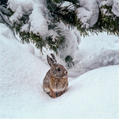 Snow Bunny Photograph By Maria Coulson Pixels