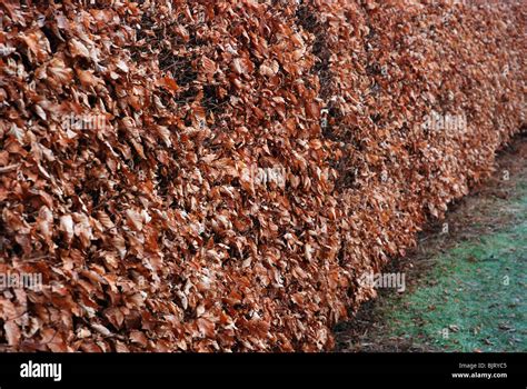 Copper Beech Hedge Fagus Sylvatica Hi Res Stock Photography And Images
