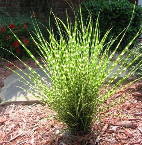 Plant mounding grasses for that mod look, in sun or shade. Luminated grass. Light reflection in grasses.Miscanthus ...