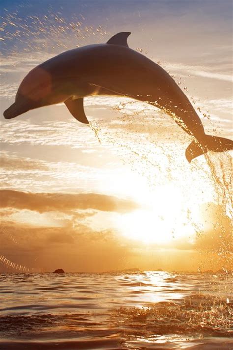 A Dolphin Jumping Out Of The Water On Sunset Animals
