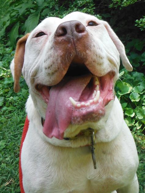 Our goal is to make the best rescue match taking into consideration the rescue bulldogs background and your family's needs. American Bulldog Rescue - 501C3 Not-for-Profit Dog Rescue ...