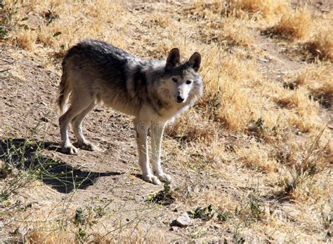 Mexican Gray Wolves Stock Image Image Of Trees Nobody 29421299