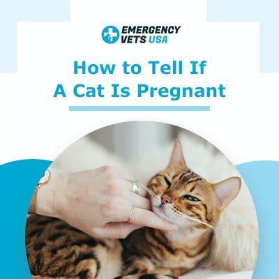 Step 3 look at her food bowl. How To Tell If A Cat Is Pregnant | The 6 Signs Of Cat ...