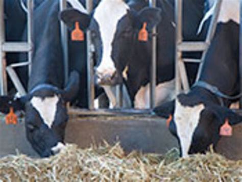 Dairy Cow Tail Docking Called Inhumane Mutilation Public News Service