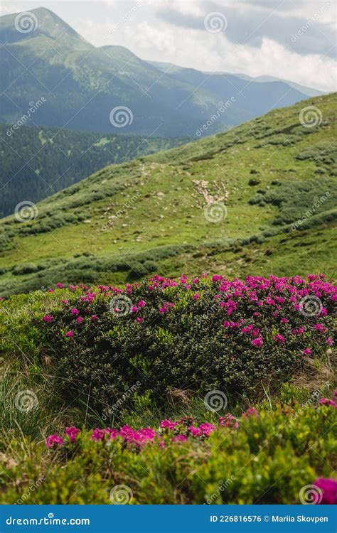 Pink Rhododendron Flowers On Summer Mountain Carpathian Mountains