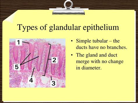 Ppt Tissues And Membranes Powerpoint Presentation Free Download Id