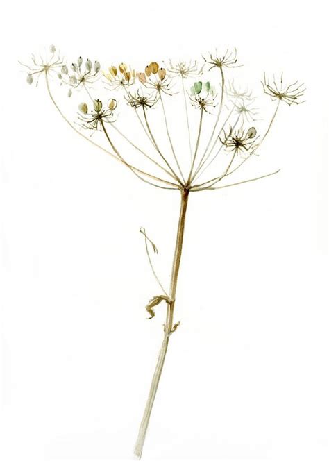 Queen Annes Lace Giant Hogweed Painting Fine Art Print Etsy Queen