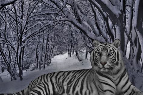 We have 66+ amazing background pictures carefully picked by our community. White Tiger wallpaper ·① Download free cool High ...