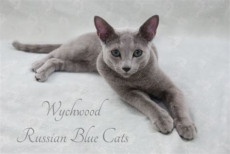 Épinglé Sur Wychwood Russian Blue Cats And Kittens