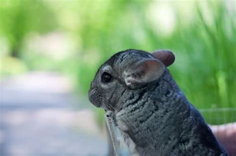 Some chinchilla foods come as a loose mixture, and you should only get ones specially produced for chinchillas. 10 Safe and Unsafe Foods for Chinchillas