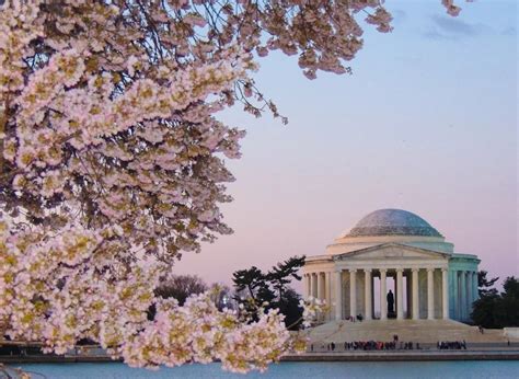Capturing The Peak Bloom Of The Washington Dc Cherry Blossoms The