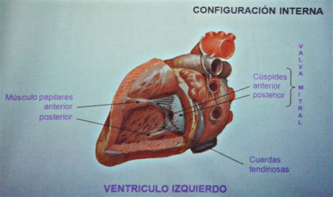 Características Estructura Y Funciones Del Corazón Sistema Circulatorio