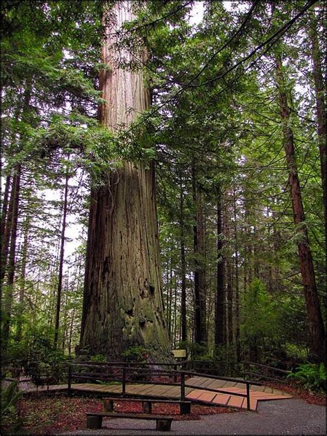 Coast Redwood Sequoia Sempervirens Brotherhood Tree At Trees Of