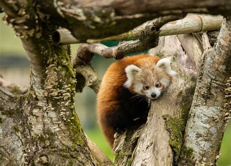 Cute Alert Fota Wildlife Park Welcomes Twin Baby Red Pandas