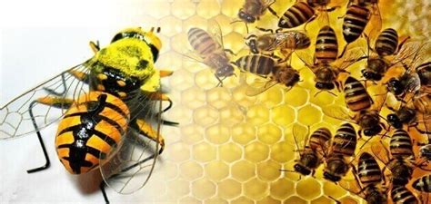 تقرير عن النحل مع الصور