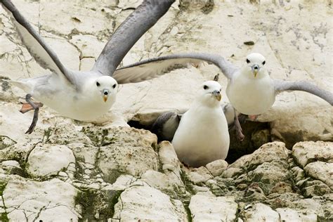 British Coastal Birds Everything Is Permuted