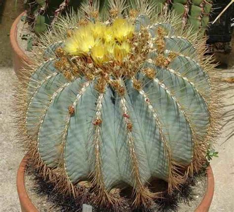 Plantwerkz Blue Barrel Cactus Ferocactus Glaucescens
