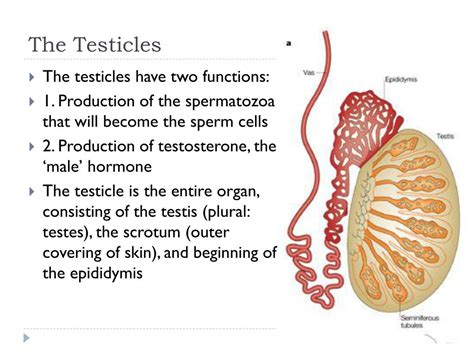 Ppt Male Reproductive Anatomy Of Cattle Powerpoint Presentation Free Download Id6677435
