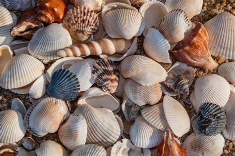 Types Of Shells To Find On Beaches Around The World Facts Chart And