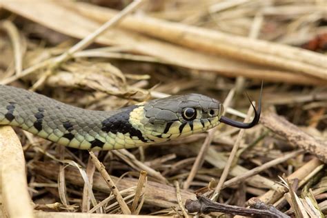 Barred Grass Snake Natrix Helvetica Ringslang Driebrugge Flickr