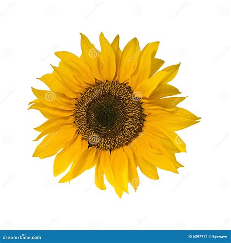 Sunflower Blossom Isolated On White Stock Image Image 6397771