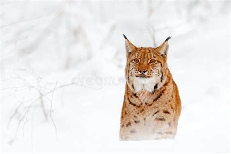 Lynx Walking Wild Cat In The Forest With Snow Wildlife Scene From